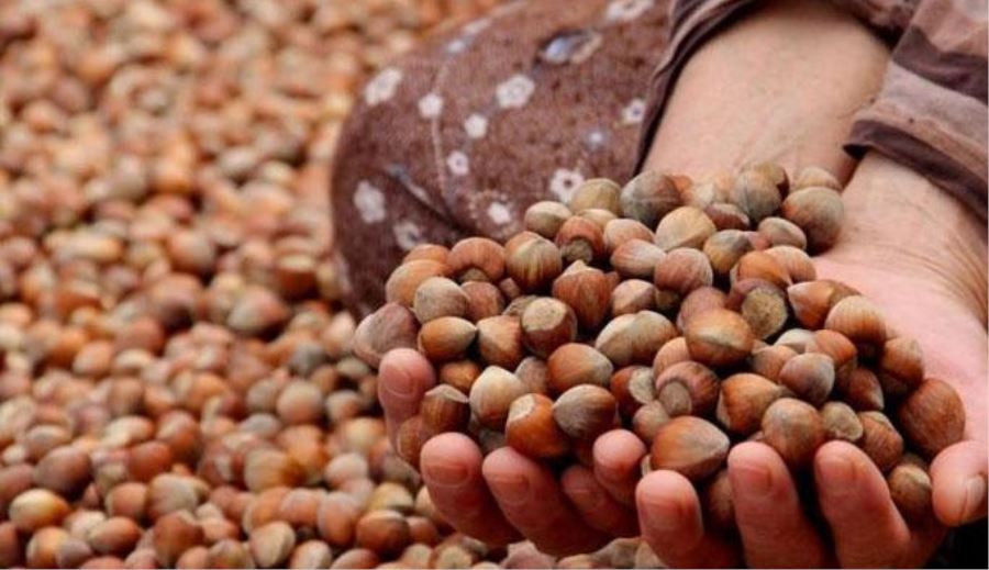 İHRACATÇILARIN REKOLTESİ: 670 BİN TON
