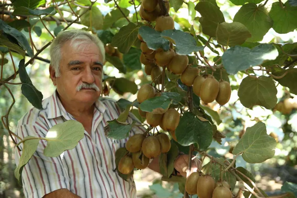 KİVİDE HASAT HAZIRLIĞI