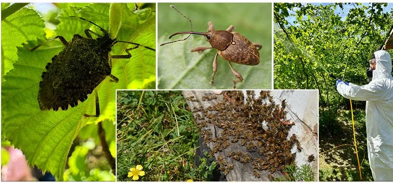 FINDIK ÜRETİCİLERİ VE ARICILARIN DİKKATİNE!