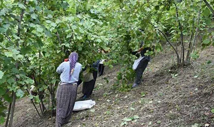 FINDIK TOPLAMA ÜCRETLERİ BELLİ OLDU 