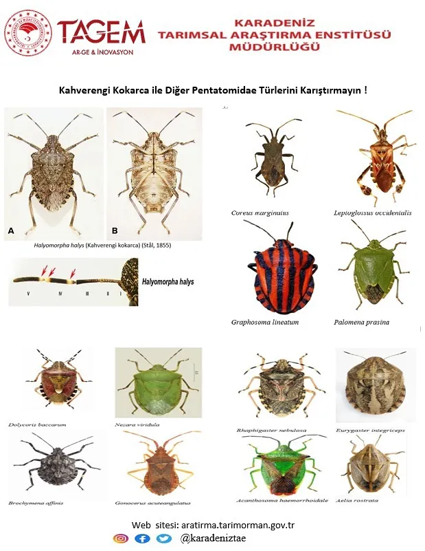 TÜRLER KARIŞTIRILMAMALI!