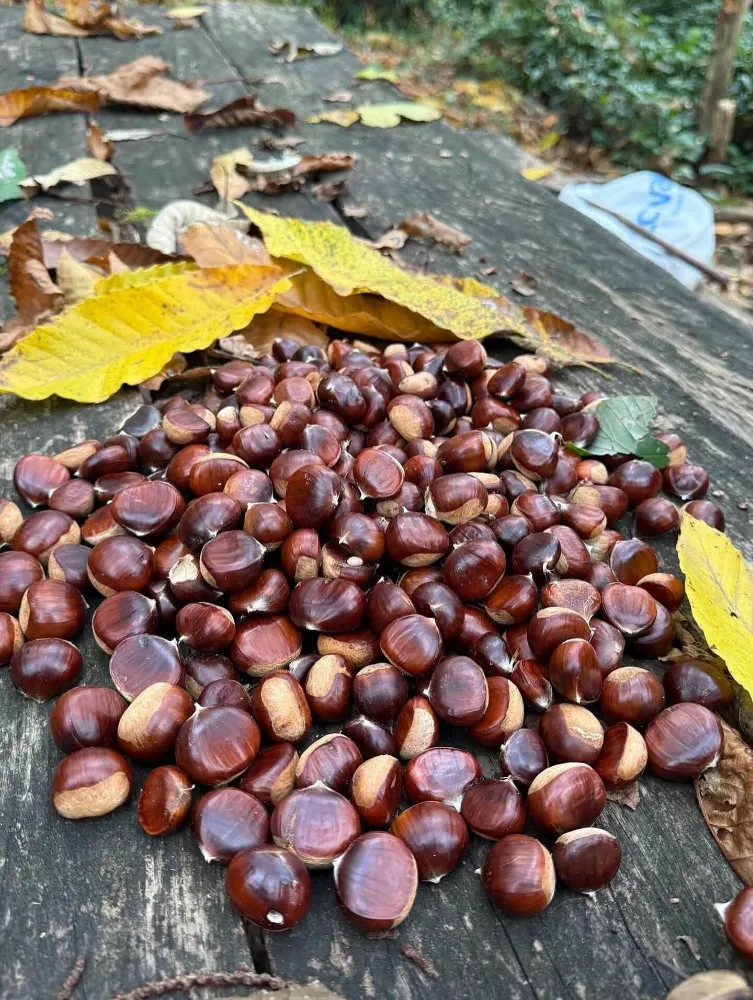 FINDIĞI GERİDE BIRAKTI!