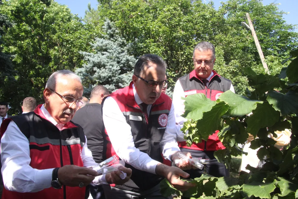 DOĞAYA SAMURAY ARISI SALINDI!