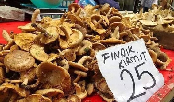 FINDIK TİRMİDİ 25 TL!